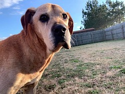 Jessie. 11 year Old Lab Mix