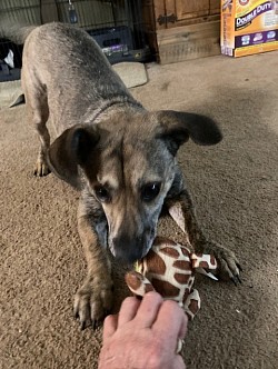 Buckee 1 yr old Dachshund mix