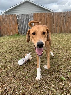 Remi. 1 year old Pyr/Dobie Mix