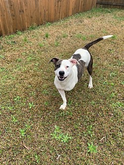 Daisy 1 year old bully mix