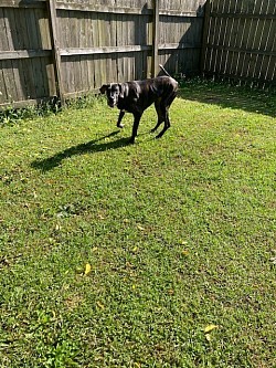 Desiree 3 year old AKC registered Great Dane