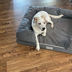 Jessie. 11 year Old Lab Mix