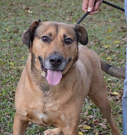 Buckee 1 yr old Dachshund mix