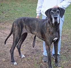 Desiree 3 year old AKC registered Great Dane